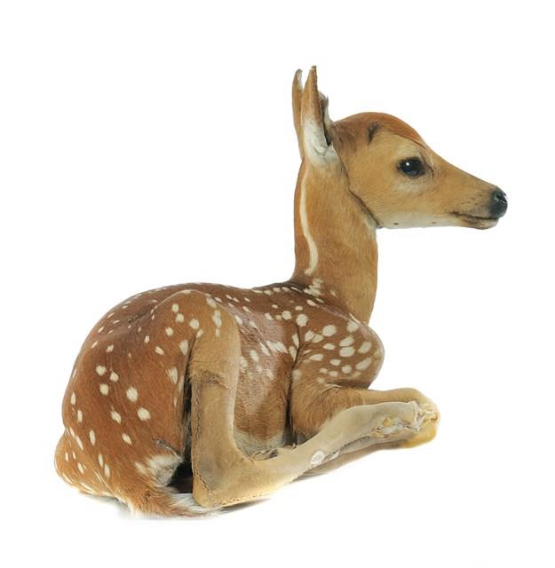 White-tailed Deer Collection Image, Figure 5, Total 5 Figures