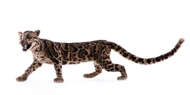 Clouded Leopard Collection Image, Figure 6, Total 9 Figures