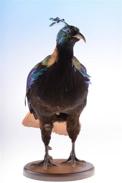 Himalayan Monal Collection Image, Figure 6, Total 10 Figures