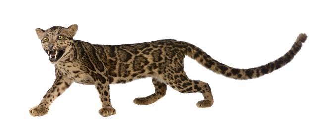 Clouded Leopard Collection Image, Figure 1, Total 9 Figures