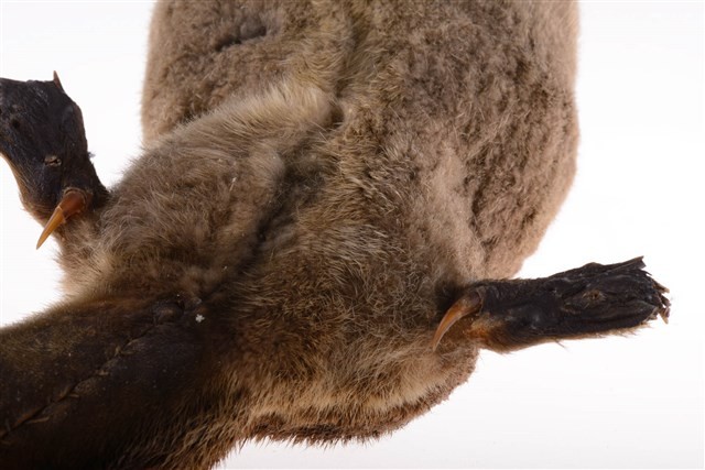鴨嘴獸藏品圖，第6張