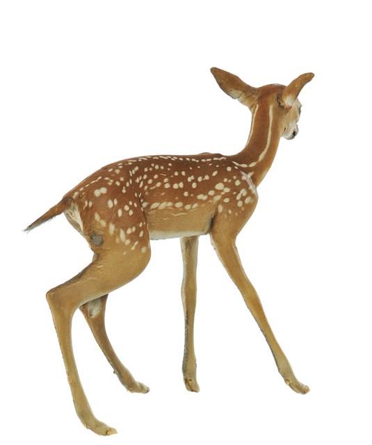 White-tailed Deer Collection Image, Figure 4, Total 4 Figures