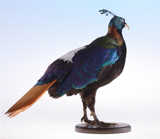 Himalayan Monal Collection Image, Figure 4, Total 10 Figures