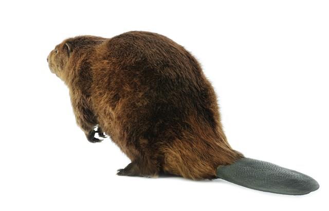 American Beaver Collection Image, Figure 4, Total 4 Figures