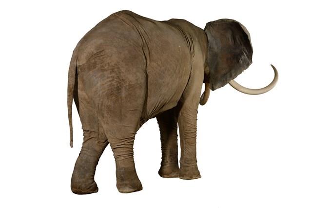African Elephant Collection Image, Figure 4, Total 4 Figures