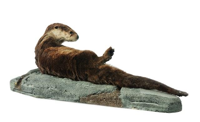 North American River Otter Collection Image, Figure 4, Total 4 Figures