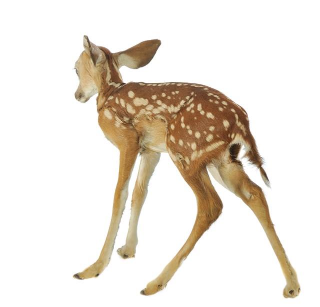 White-tailed Deer Collection Image, Figure 4, Total 4 Figures