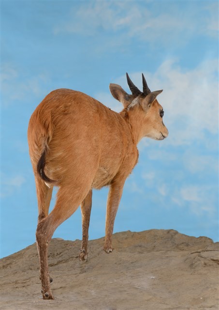 Red-flanked Duiker Collection Image, Figure 4, Total 4 Figures
