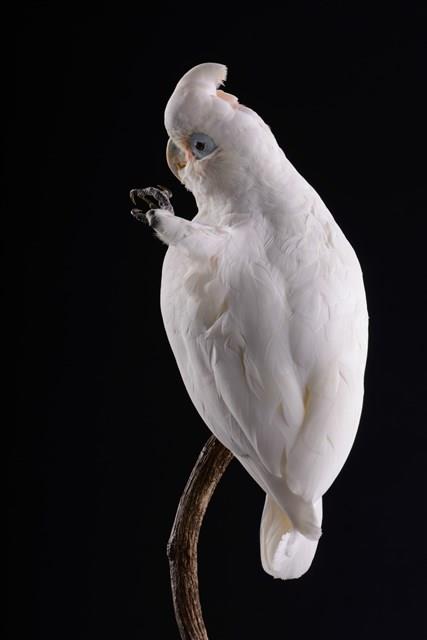 戈芬氏鳳頭鸚鵡藏品圖，第4張