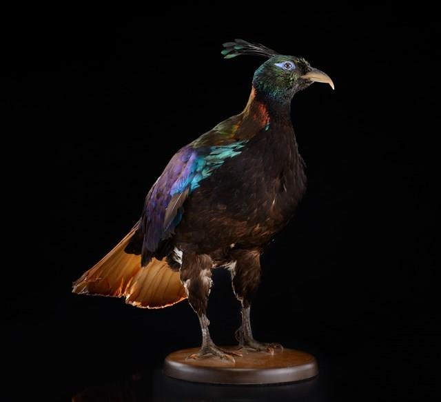 Himalayan Monal Collection Image, Figure 10, Total 10 Figures
