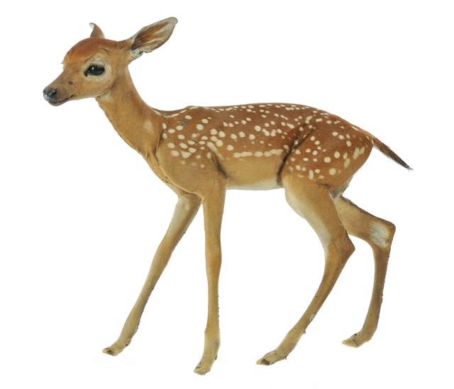 White-tailed Deer Collection Image, Figure 1, Total 4 Figures