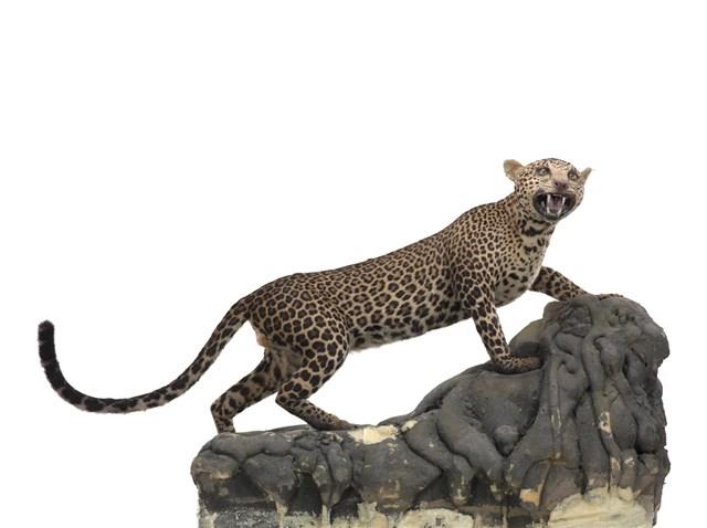 Leopard Collection Image, Figure 1, Total 3 Figures