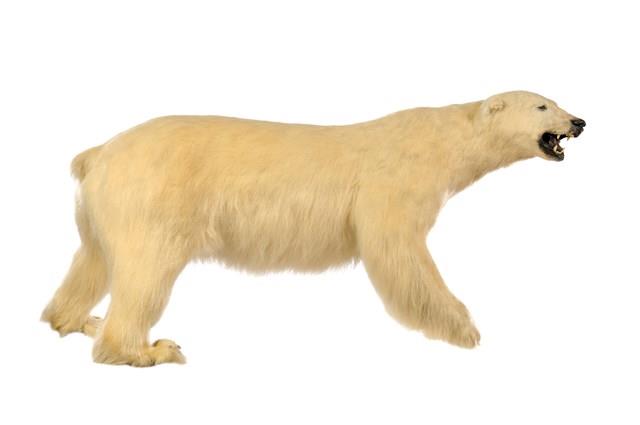 Polar Bear Collection Image, Figure 1, Total 3 Figures