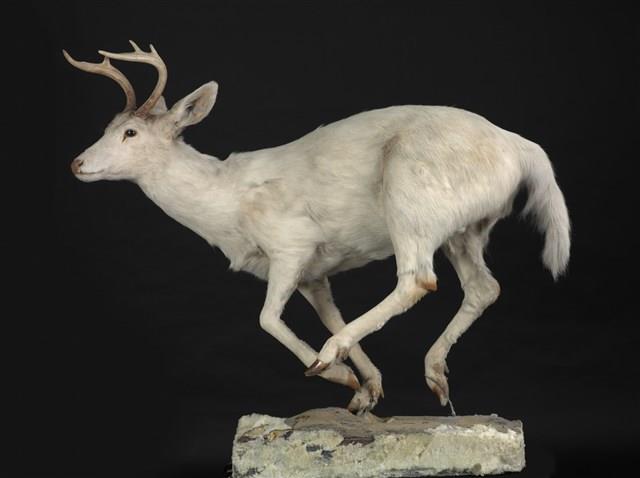 白尾鹿藏品圖，第1張