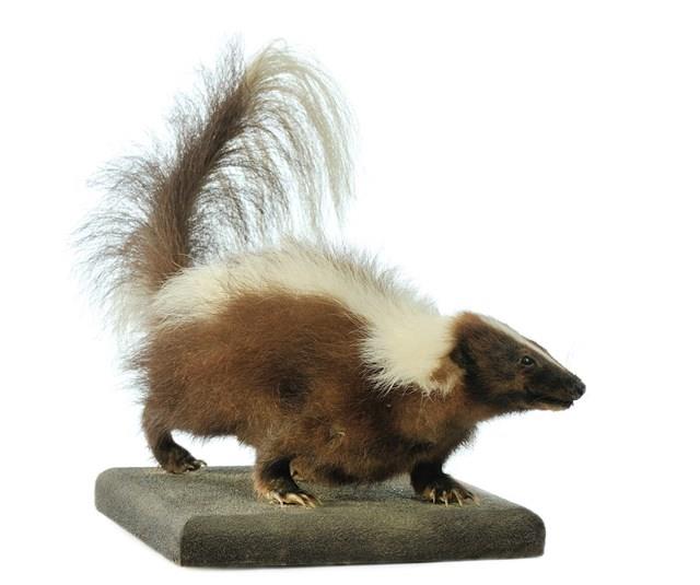 Striped Skunk Collection Image, Figure 1, Total 3 Figures