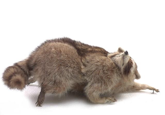 Raccoon Collection Image, Figure 1, Total 3 Figures