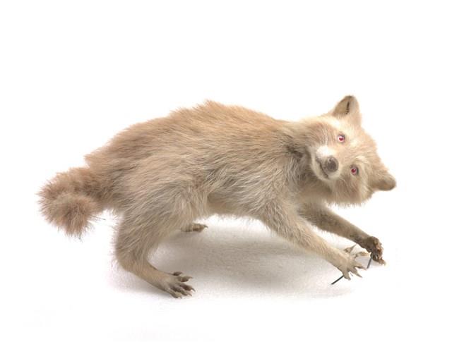 Raccoon Collection Image, Figure 1, Total 3 Figures