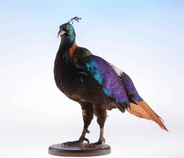 Himalayan Monal Collection Image, Figure 1, Total 10 Figures