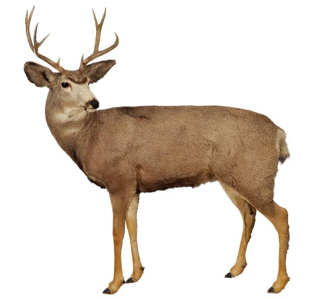Mule Deer Collection Image, Figure 1, Total 4 Figures