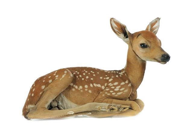 White-tailed Deer Collection Image, Figure 2, Total 5 Figures