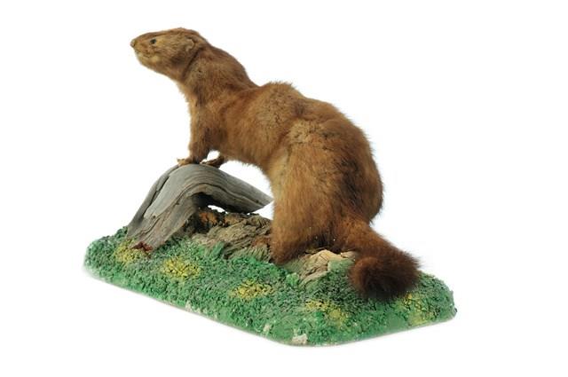 American Mink Collection Image, Figure 2, Total 3 Figures