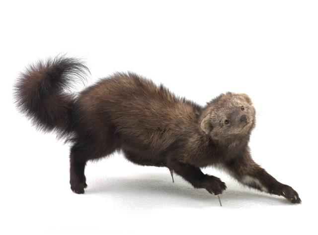 Fisher Collection Image, Figure 1, Total 3 Figures