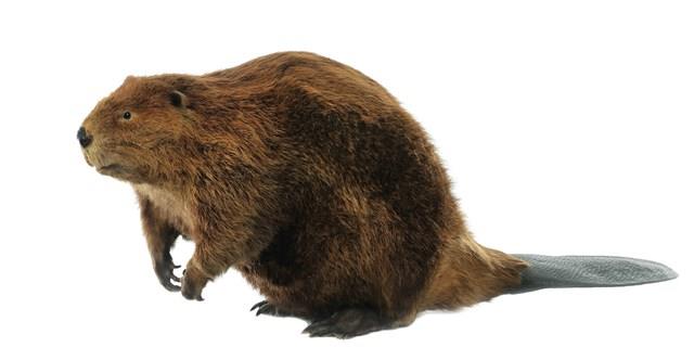 American Beaver Collection Image, Figure 1, Total 4 Figures