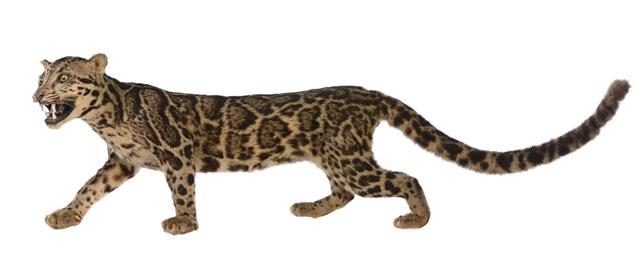 Clouded Leopard Collection Image, Figure 2, Total 9 Figures