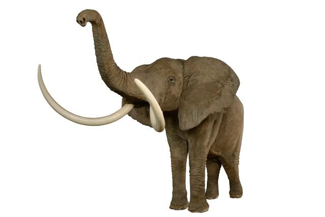 非洲象藏品圖，第1張