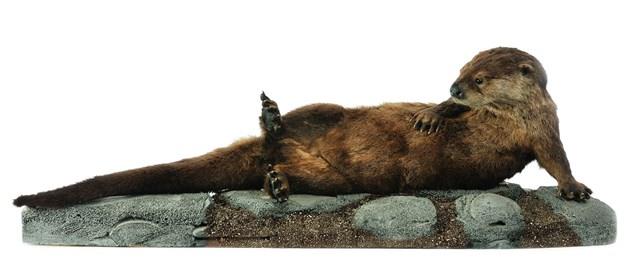 North American River Otter Collection Image, Figure 2, Total 4 Figures
