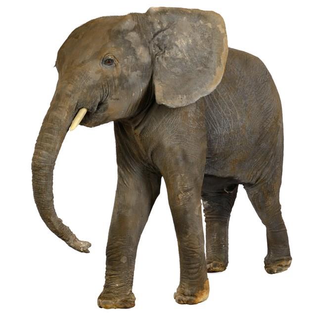 非洲象藏品圖，第2張