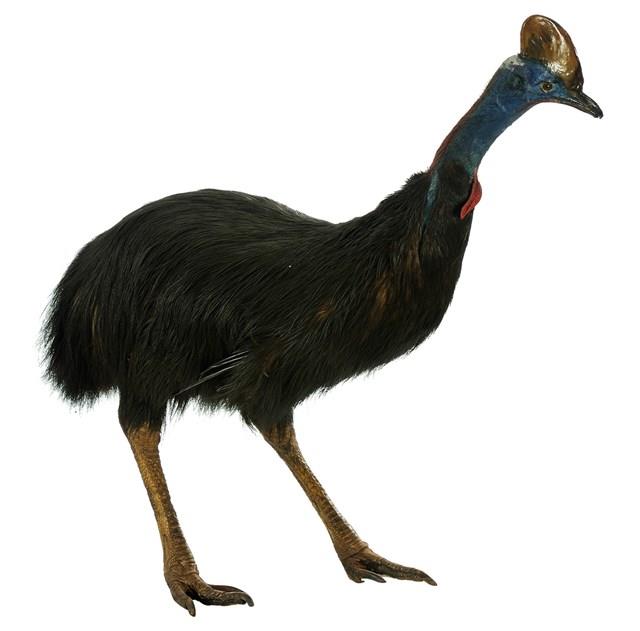 Southern Cassowary Collection Image, Figure 1, Total 2 Figures