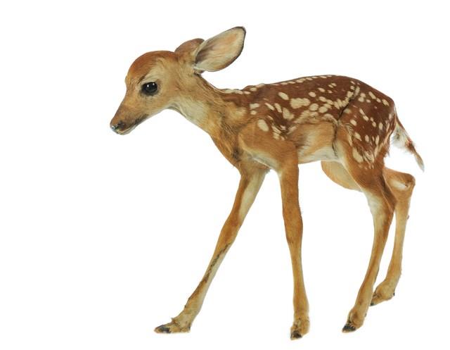 White-tailed Deer Collection Image, Figure 2, Total 4 Figures