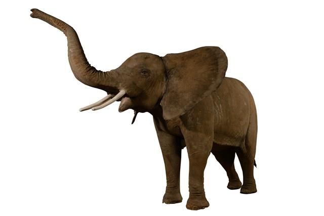 非洲象藏品圖，第2張