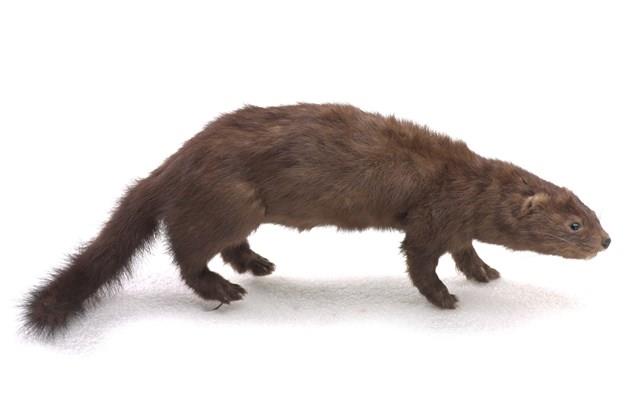 美洲水貂藏品圖，第1張