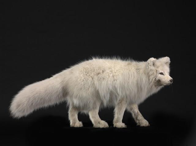 北極狐藏品圖，第1張