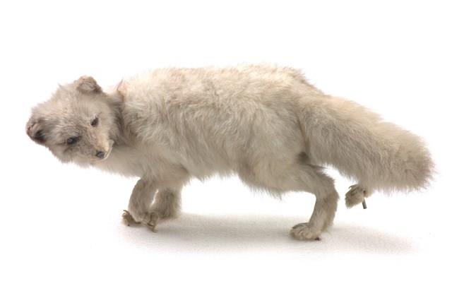 Arctic Fox Collection Image, Figure 1, Total 3 Figures