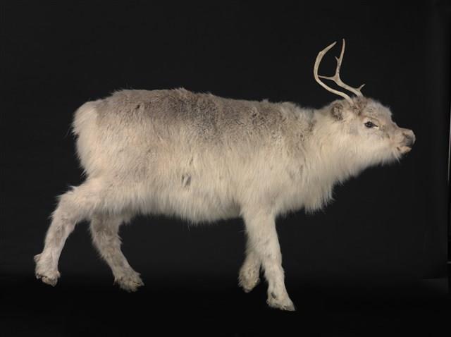 北歐馴鹿藏品圖，第1張