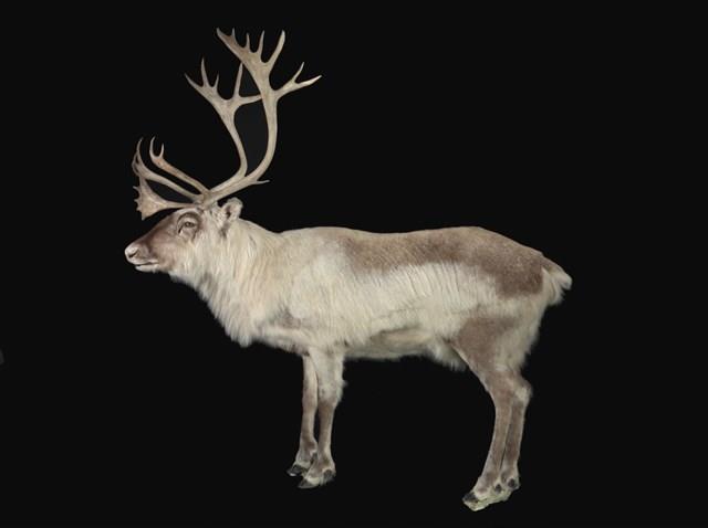 斯瓦爾巴馴鹿藏品圖，第1張