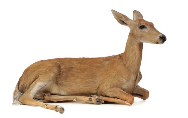 White-tailed Deer Collection Image, Figure 1, Total 3 Figures