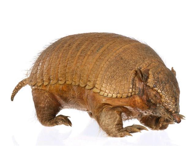 Large Hairy Armadillo Collection Image, Figure 1, Total 3 Figures