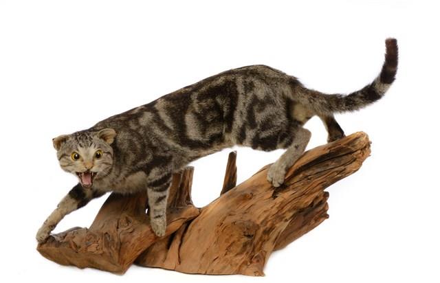 Domestic Cat Collection Image, Figure 1, Total 3 Figures
