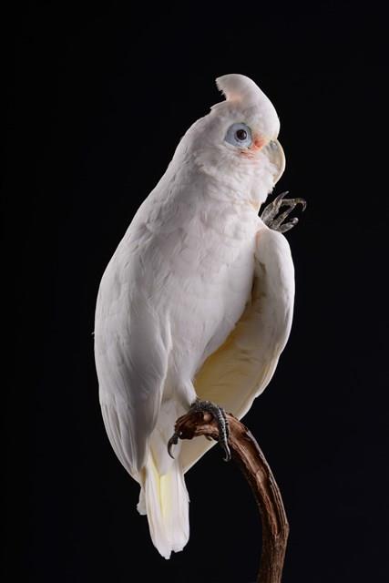 戈芬氏鳳頭鸚鵡藏品圖，第2張