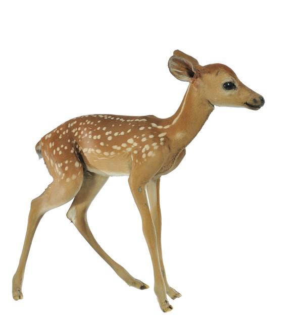 White-tailed Deer Collection Image, Figure 2, Total 4 Figures