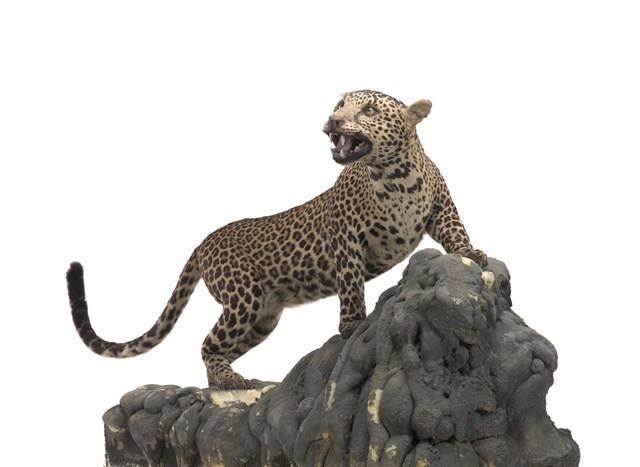 Leopard Collection Image, Figure 2, Total 3 Figures