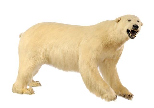 Polar Bear Collection Image, Figure 2, Total 3 Figures