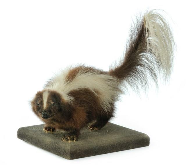Striped Skunk Collection Image, Figure 2, Total 3 Figures