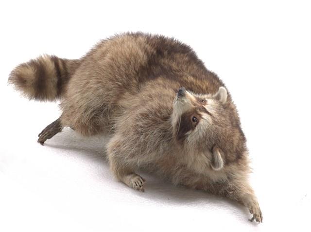 Raccoon Collection Image, Figure 2, Total 3 Figures