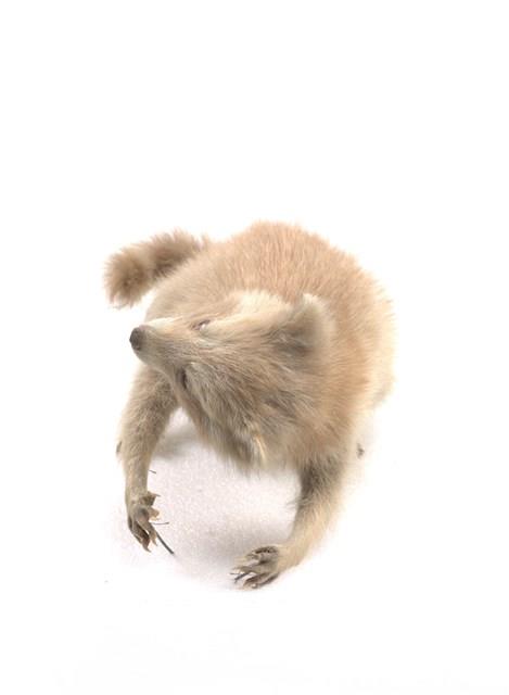 Raccoon Collection Image, Figure 2, Total 3 Figures