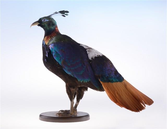Himalayan Monal Collection Image, Figure 2, Total 10 Figures